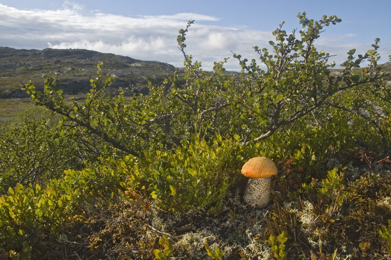 Leccinum versipelle (door Nico Dam)