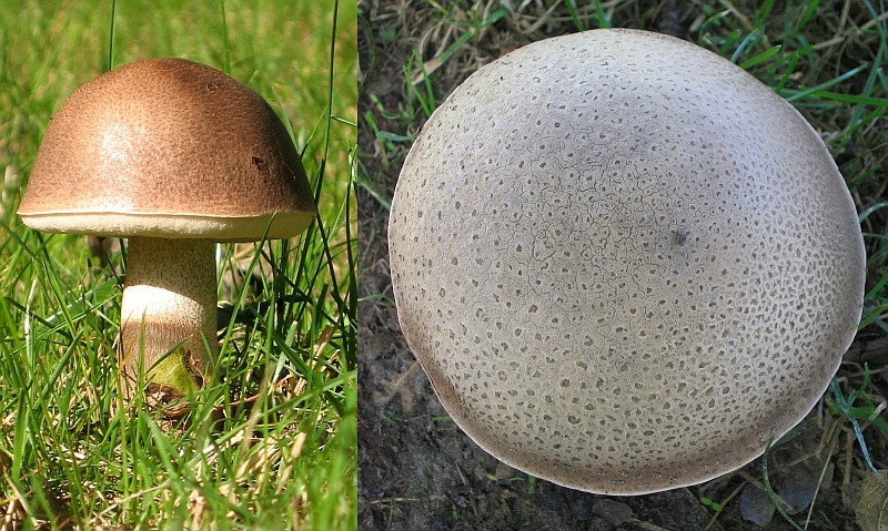 Leccinum duriusculum (door Lucien Noens)