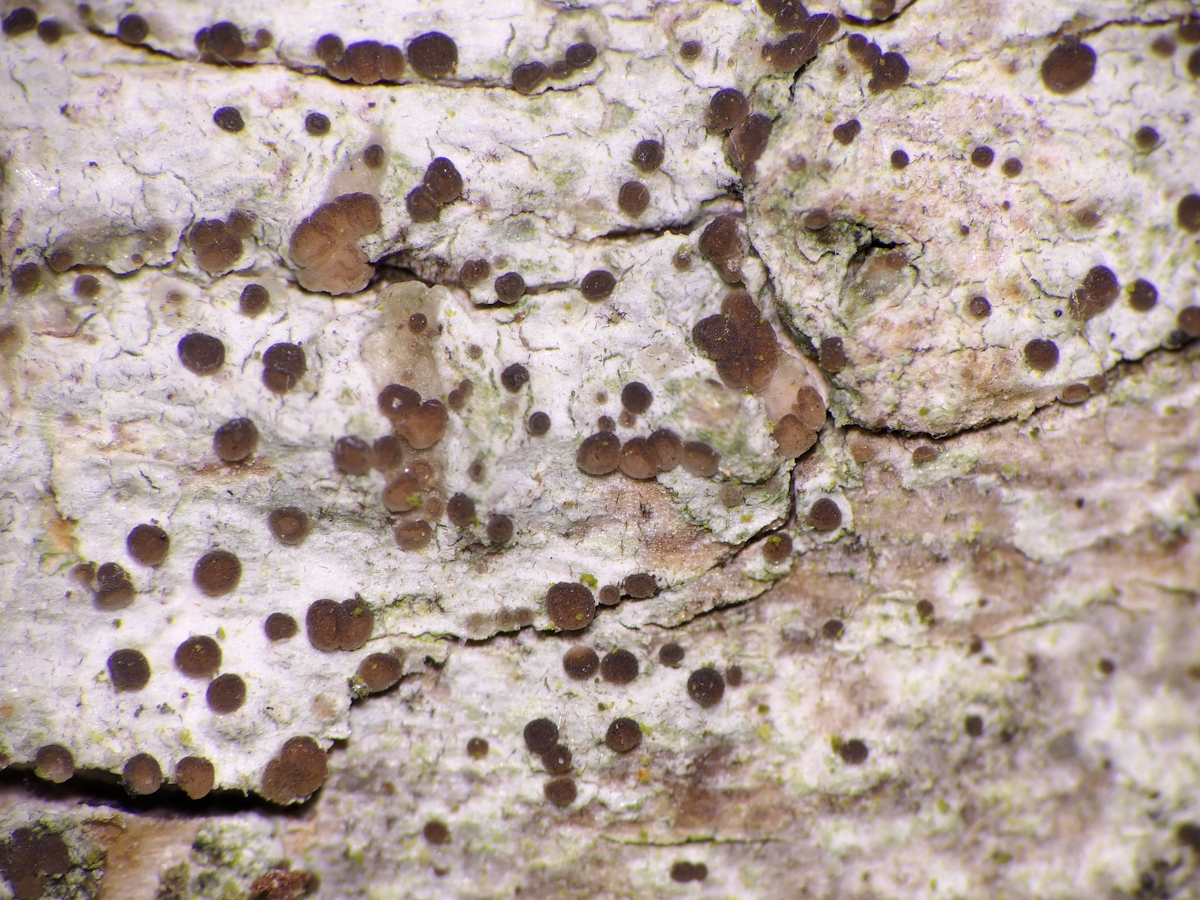 Lecidea erythrophaea (door Henk-Jan van der Kolk)