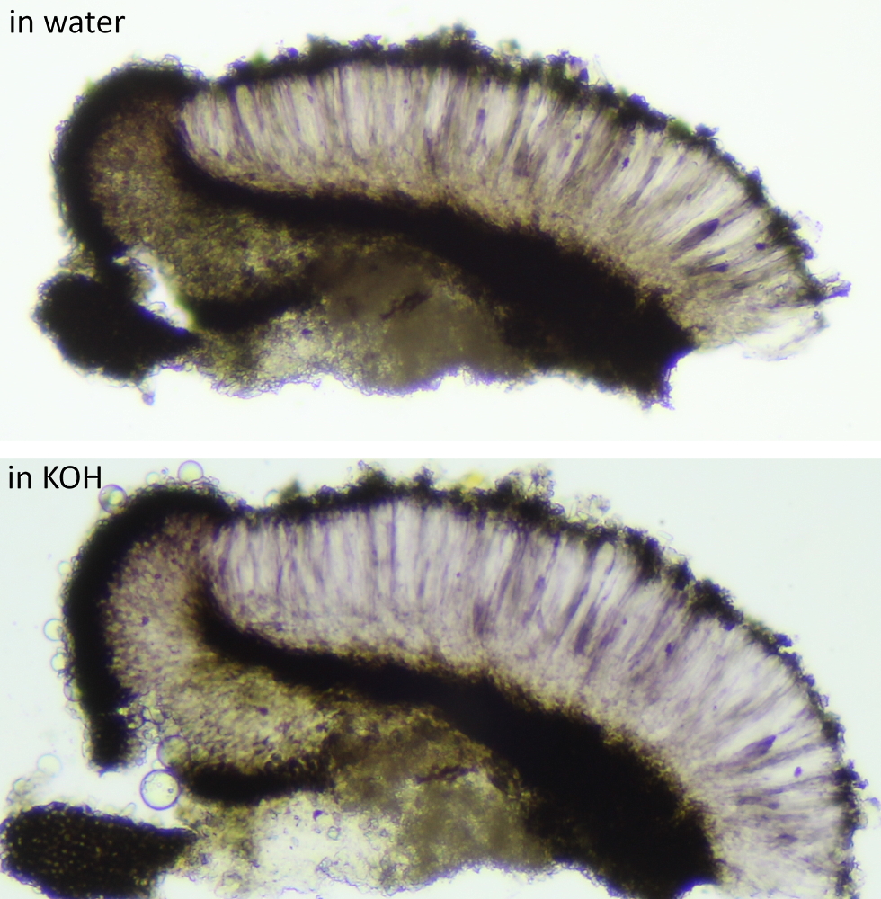 Lecidea sarcogynoides (door Henk-Jan van der Kolk)