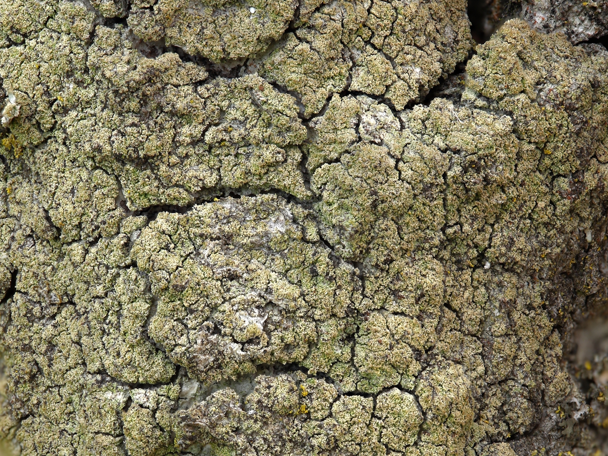 Lecidella flavosorediata (door Henk-Jan van der Kolk)