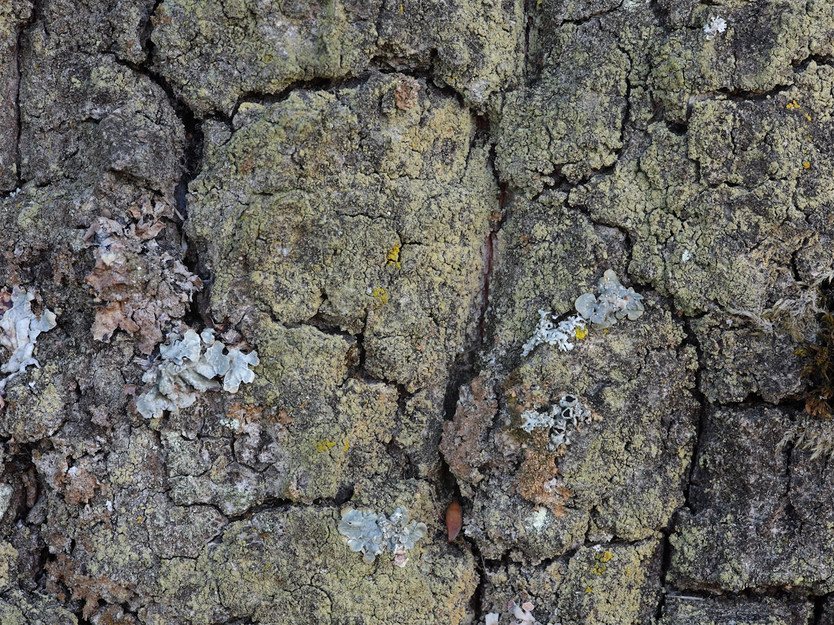 Lecidella flavosorediata (door Henk-Jan van der Kolk)