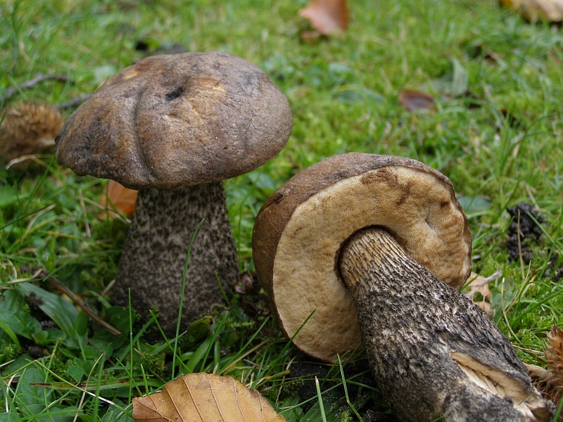 Leccinum melaneum (door Hans Adema)