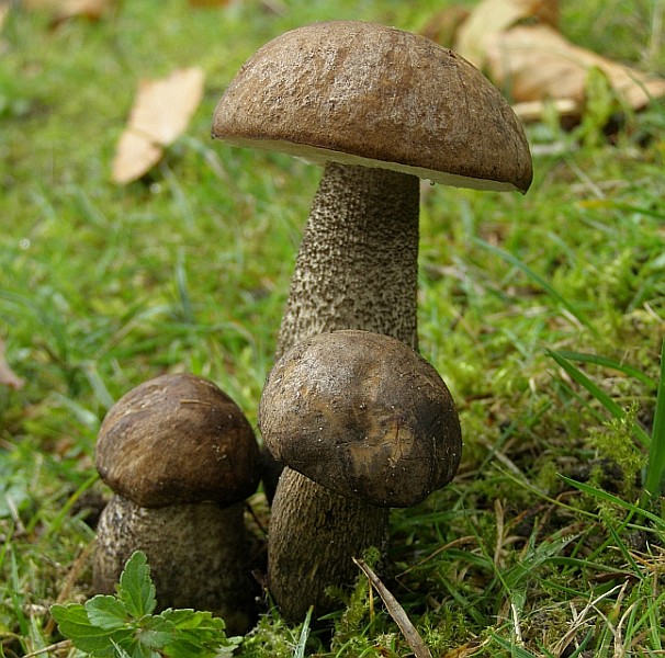 Leccinum melaneum (door Hans Adema)