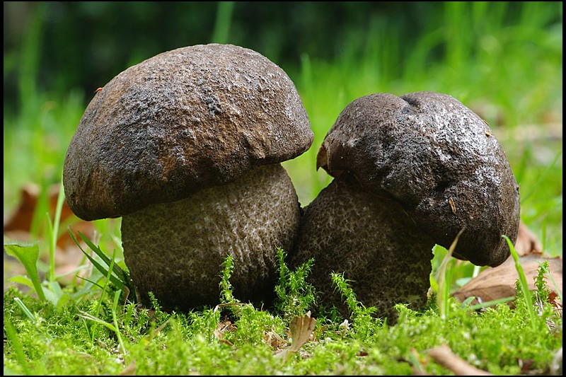 Leccinum melaneum (door Hans Adema)