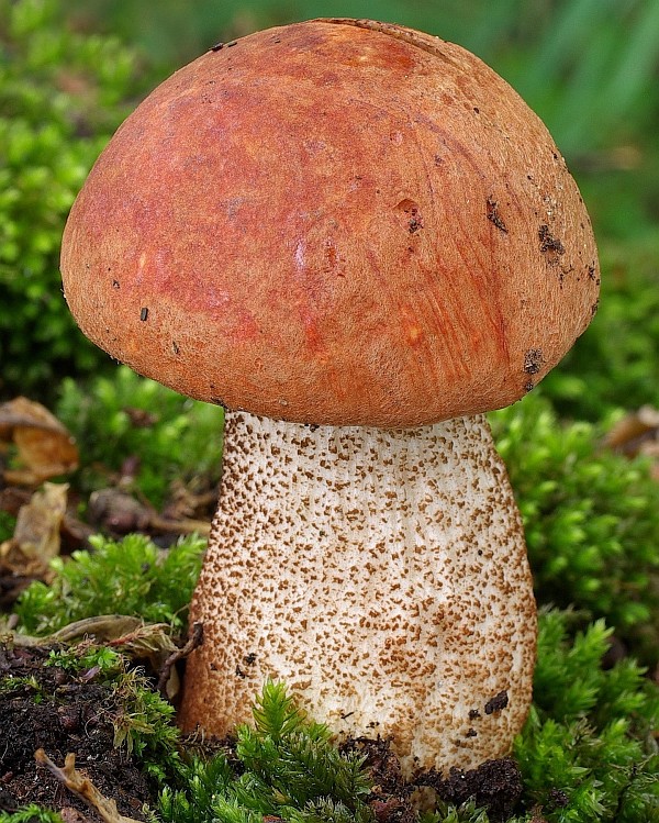 Leccinum quercinum (door Gio van Bernebeek)