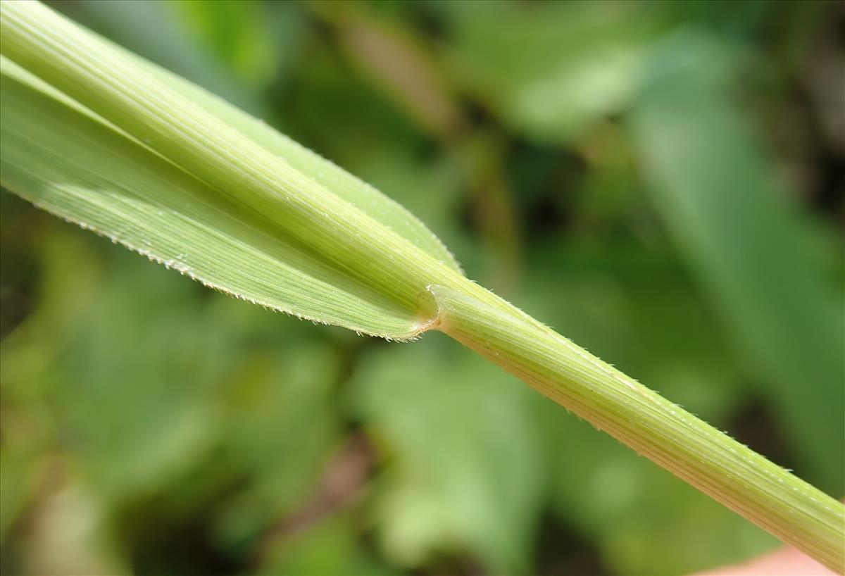 Leersia oryzoides (door Tim van de Vondervoort)