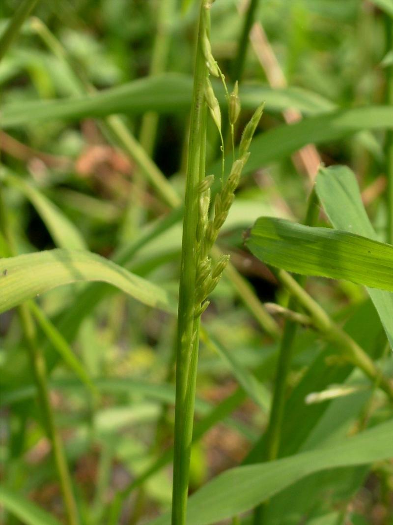 Leersia oryzoides (door Adrie van Heerden)