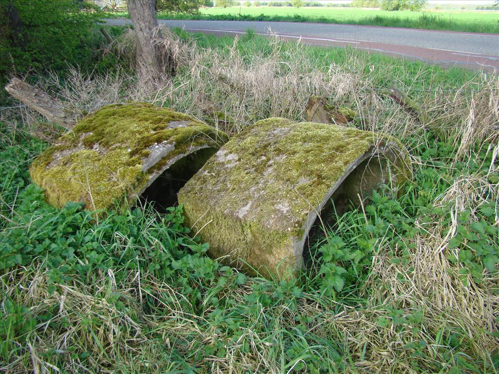 Rhynchostegium rotundifolium (door Jan Pellicaan)