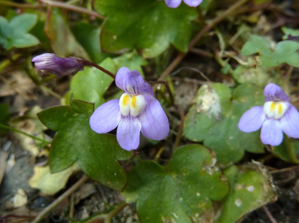 Cymbalaria muralis (door Marian Baars)