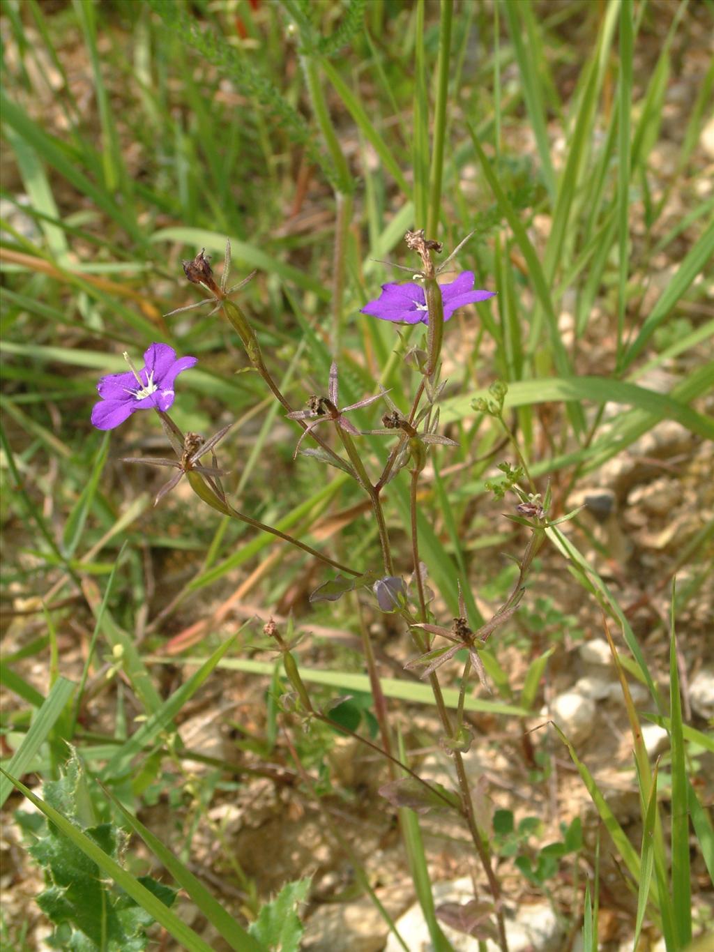 Legousia speculum-veneris (door Adrie van Heerden)