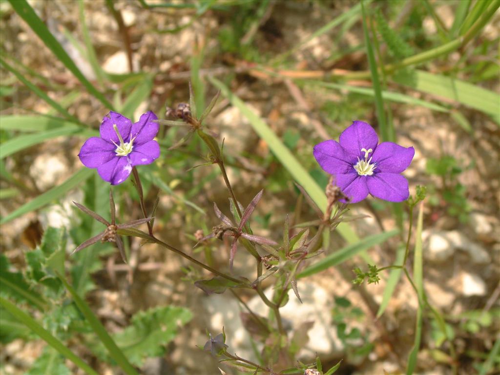 Legousia speculum-veneris (door Adrie van Heerden)