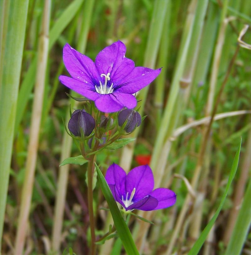 Legousia speculum-veneris (door Otto Zijlstra)