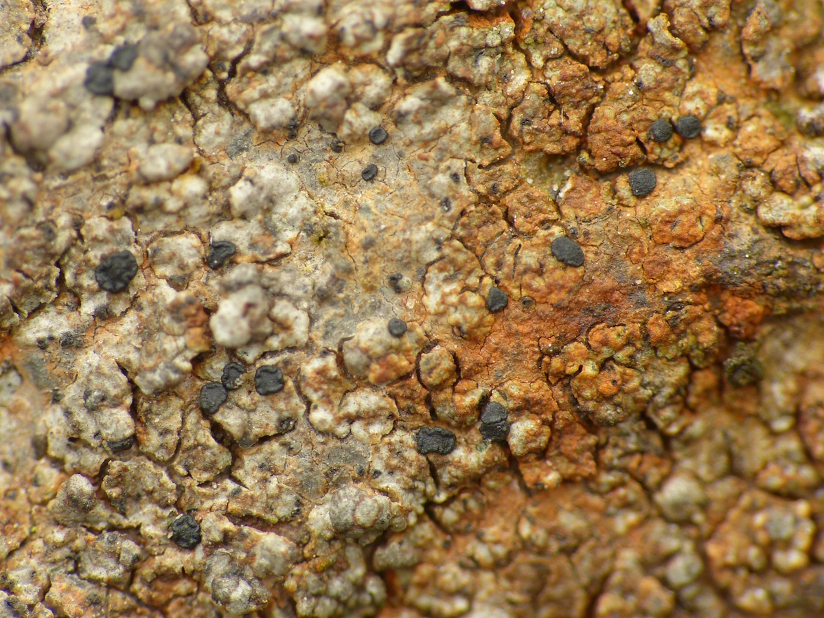 Leimonis erratica (door Henk-Jan van der Kolk)