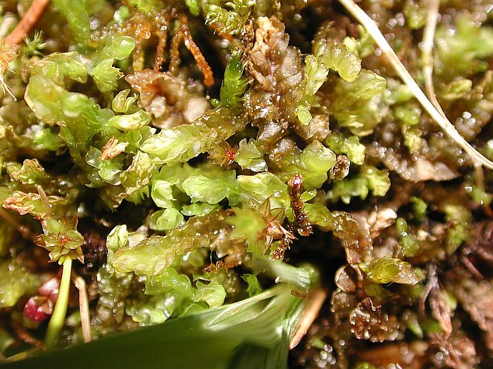 Leiocolea bantriensis (door Michael Lueth (www.milueth.de))