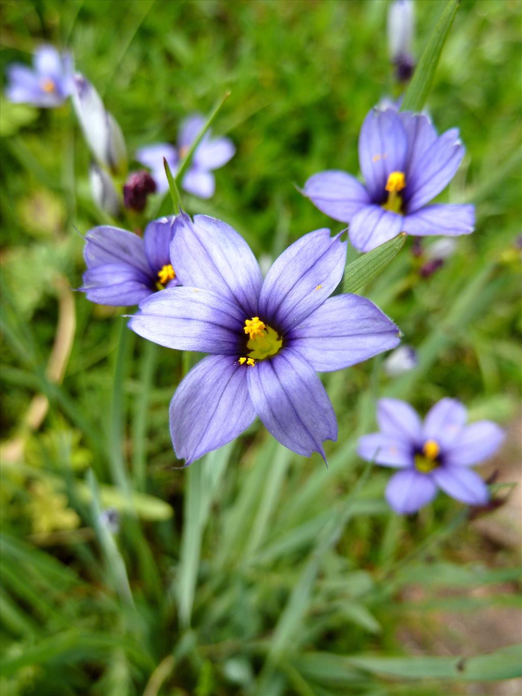 Sisyrinchium montanum (door Marian Baars)