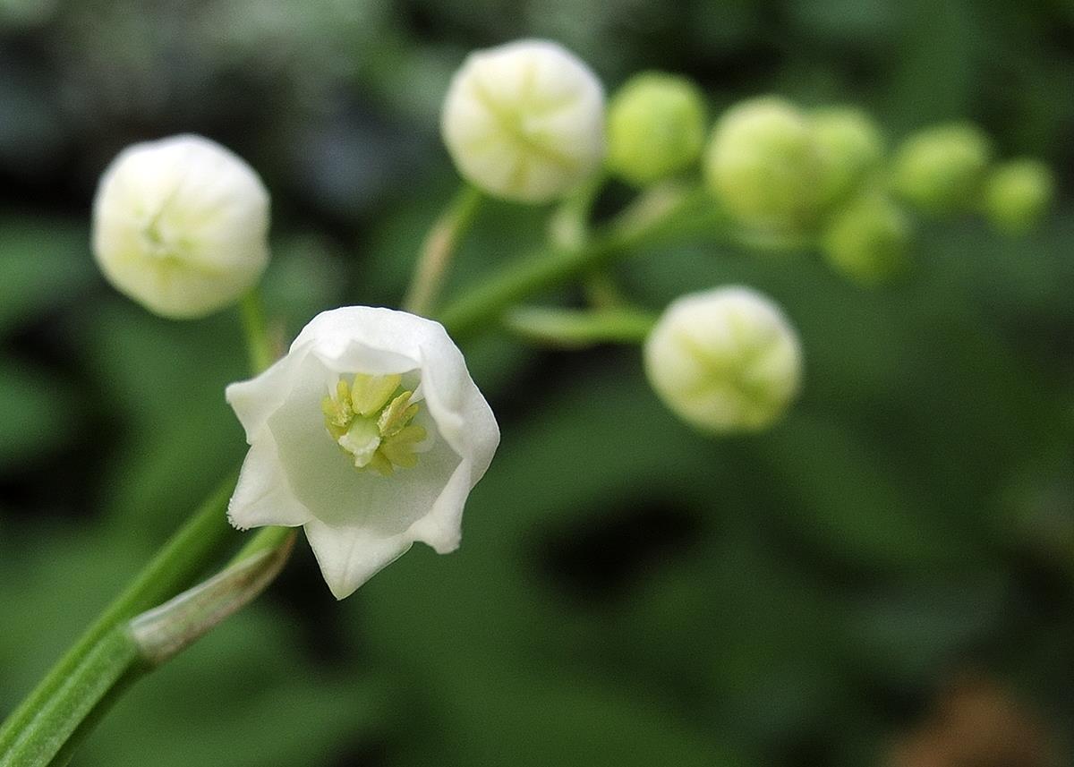 Convallaria majalis (door Ab H. Baas)