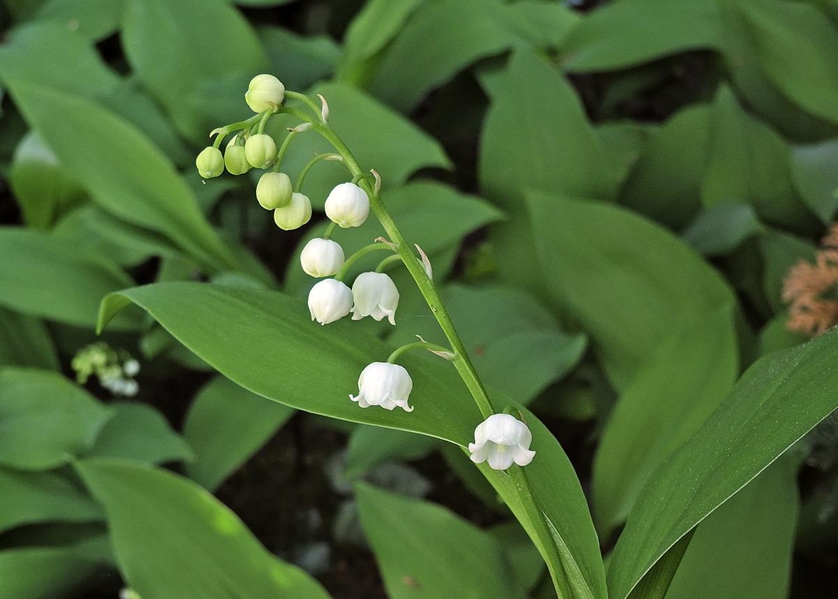 Convallaria majalis (door Ab H. Baas)