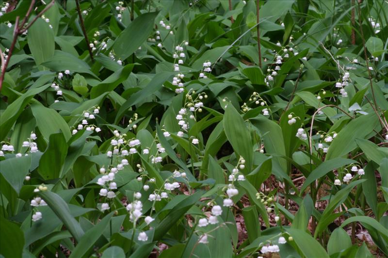 Convallaria majalis (door Niko Buiten)