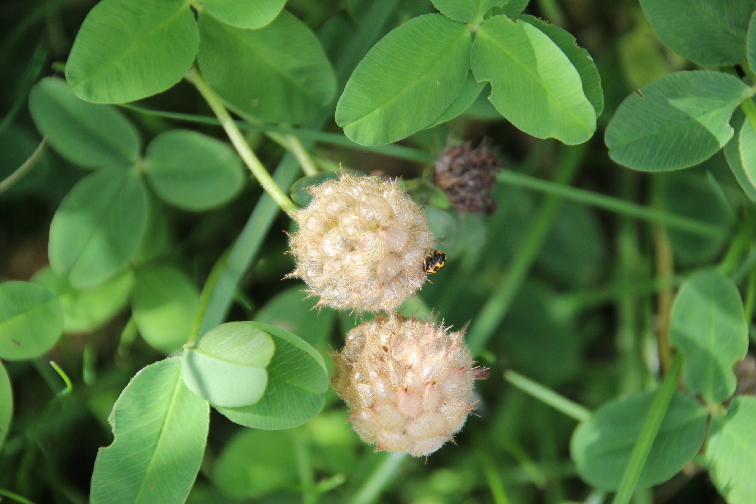 Trifolium fragiferum (door Egbert de Boer)