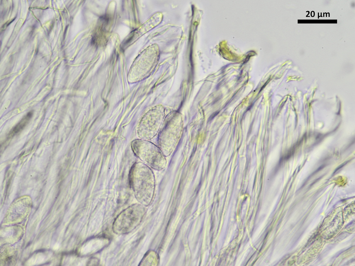 Lempholemma chalazanum (door Henk-Jan van der Kolk)