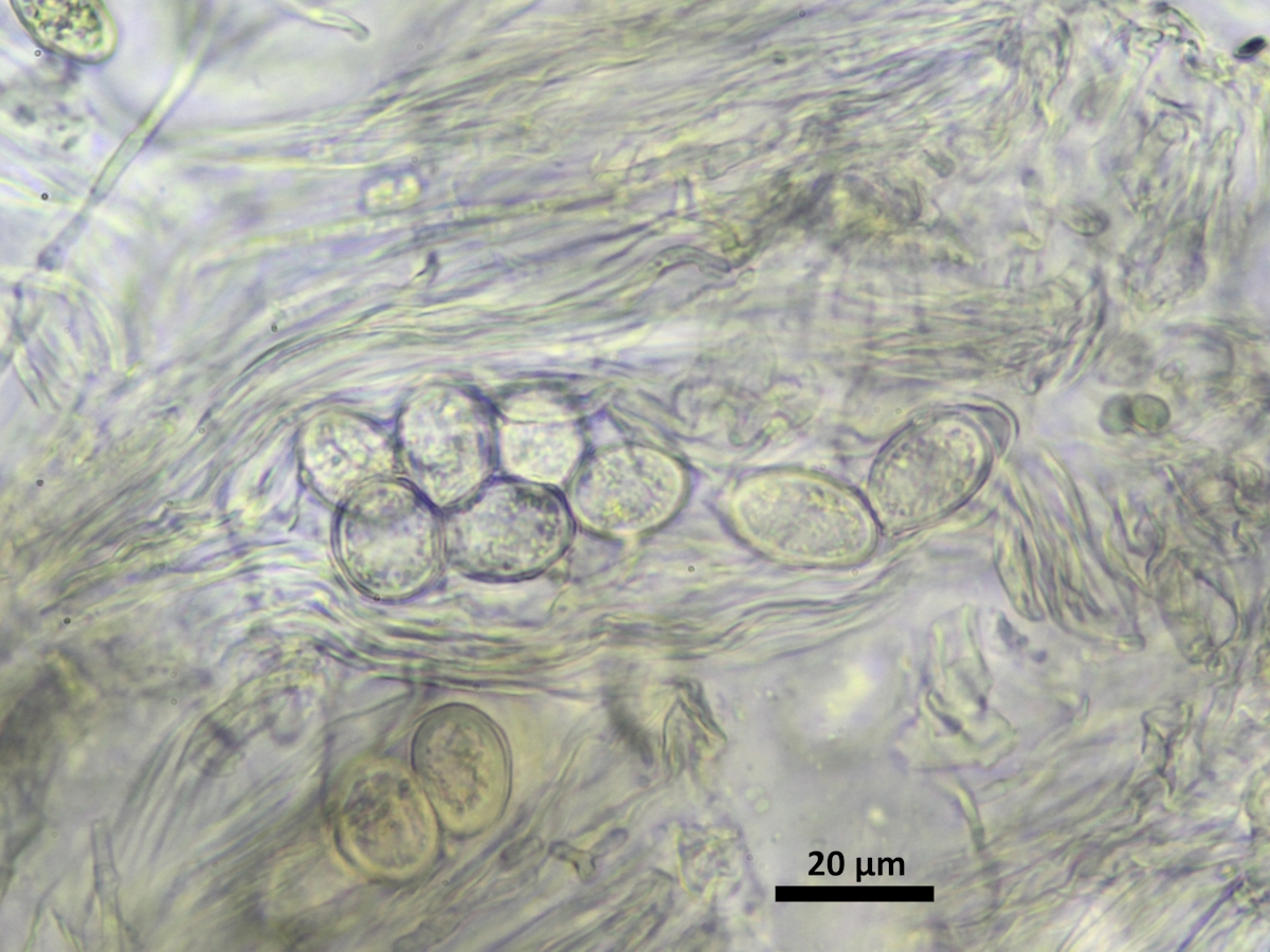 Lempholemma polyanthes (door Henk-Jan van der Kolk)