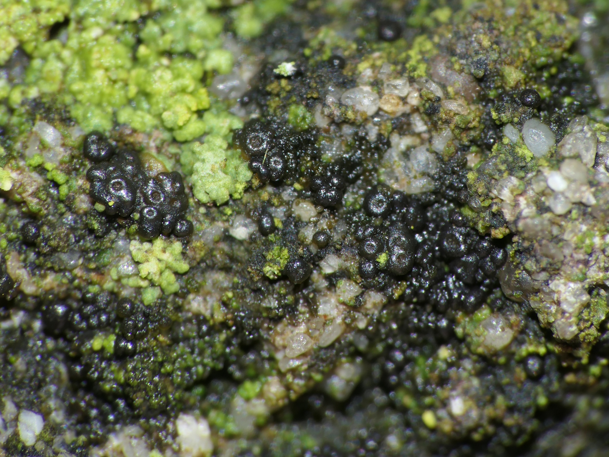 Lempholemma polyanthes (door Henk-Jan van der Kolk)