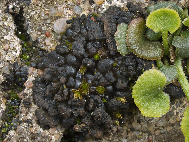 Lempholemma polyanthes (door Bart Horvers)