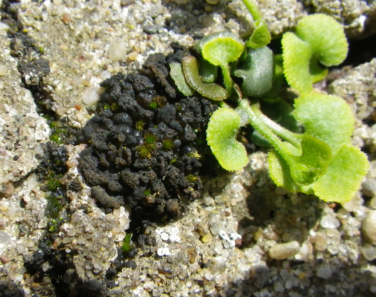 Lempholemma polyanthes (door Menno van den Bos)