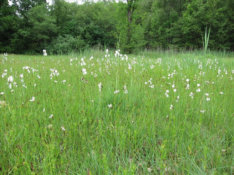 Eriophorum latifolium (door Piet Bremer )