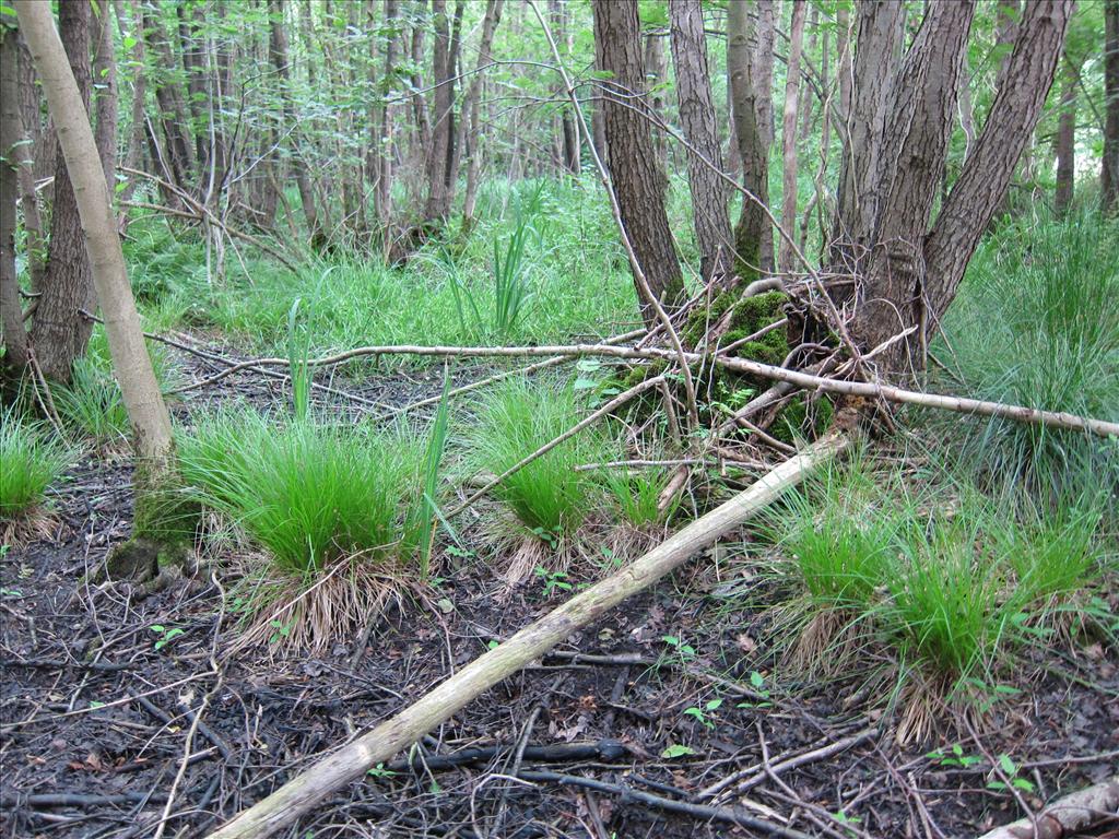 Carex elongata (door Piet Bremer )