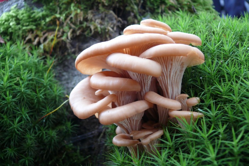 Lentinellus cochleatus (door Mike Hirschler)