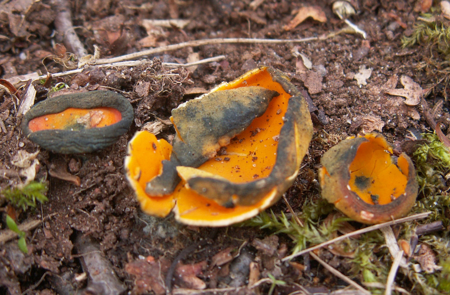 Caloscypha fulgens (door Paul Coene)