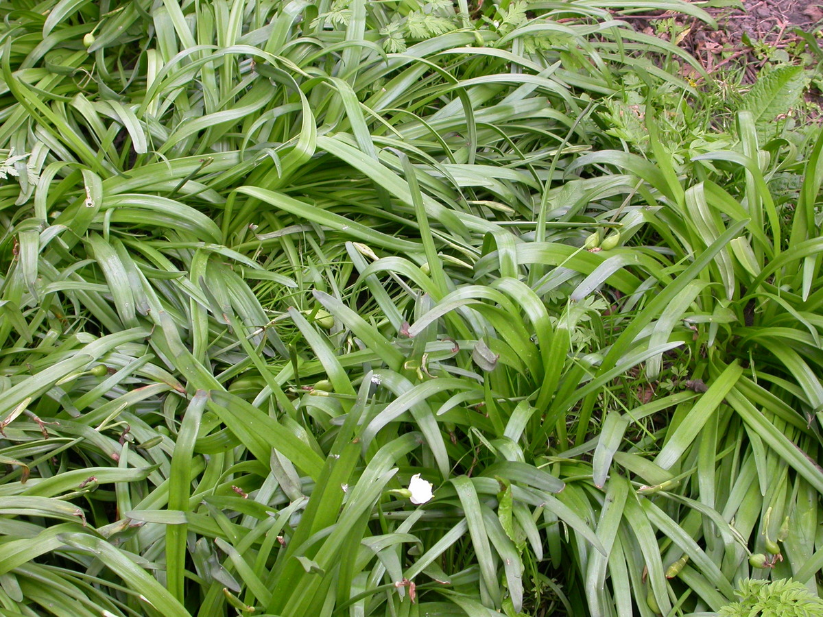 Leucojum vernum (door Peter Meininger)