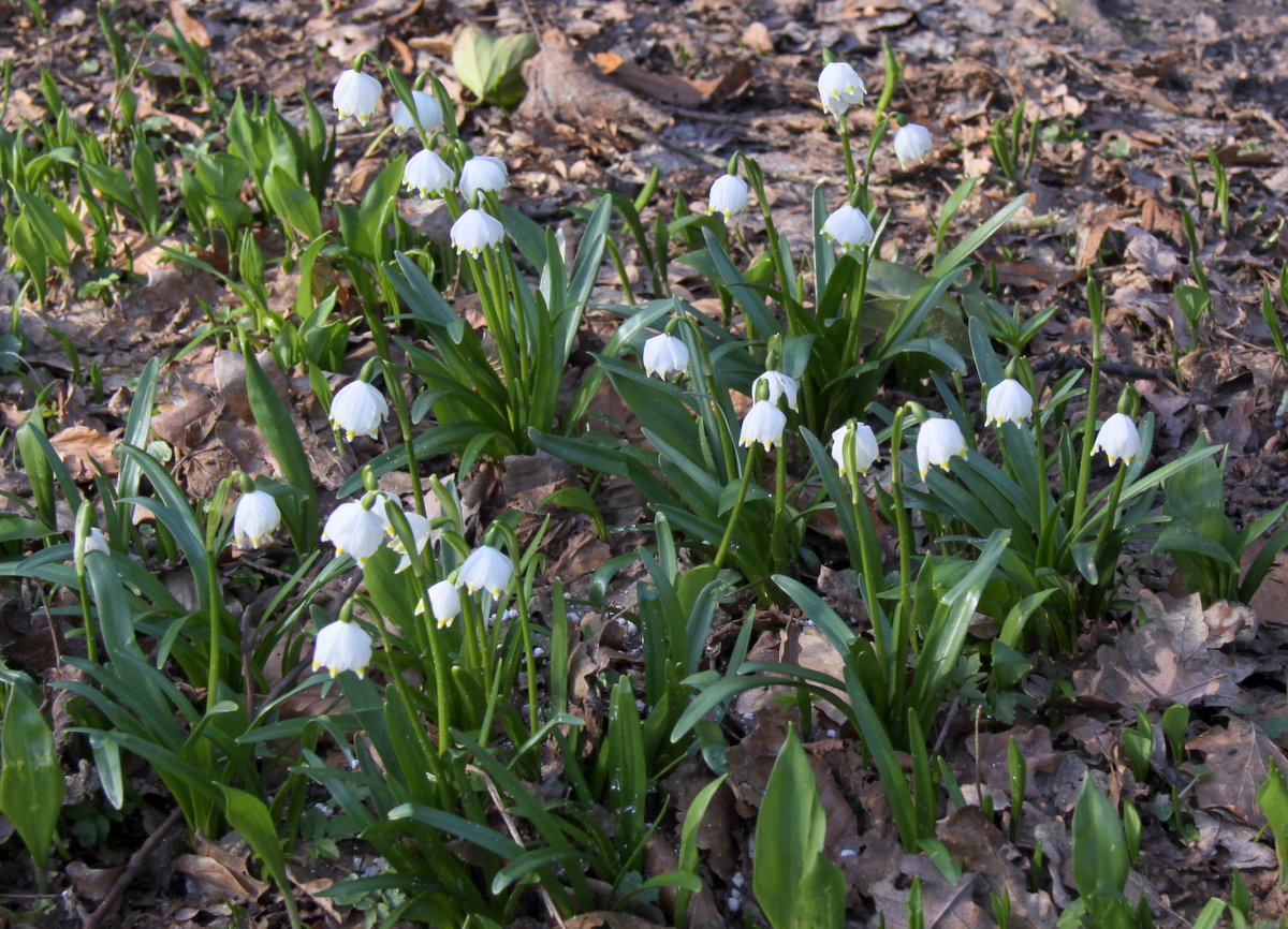 Leucojum vernum (door Peter Meininger)