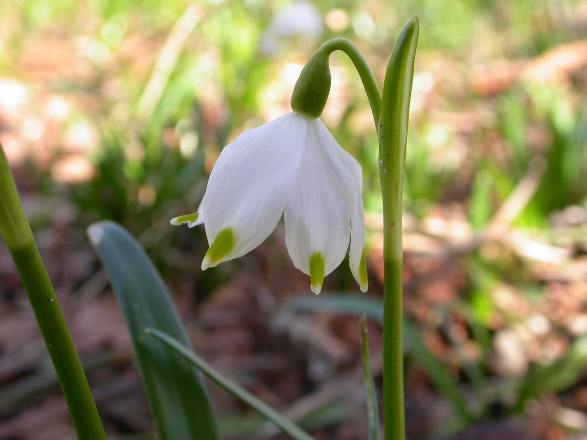 Leucojum vernum (door Peter Meininger)