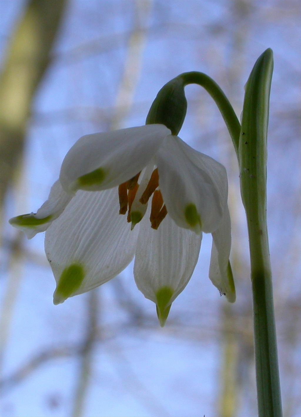 Leucojum vernum (door Peter Meininger)