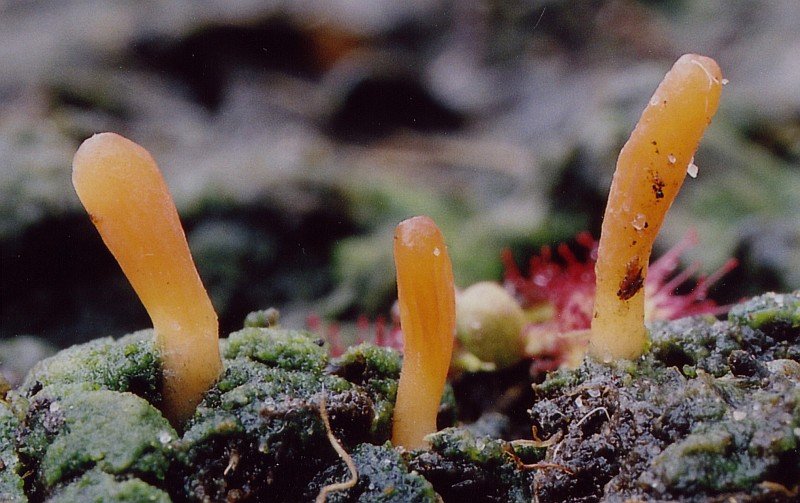 Multiclavula vernalis (door Gio van Bernebeek & Martijn Oud)