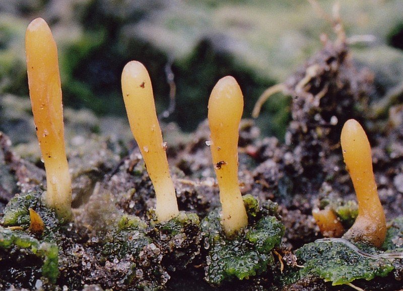 Multiclavula vernalis (door Gio van Bernebeek & Martijn Oud)