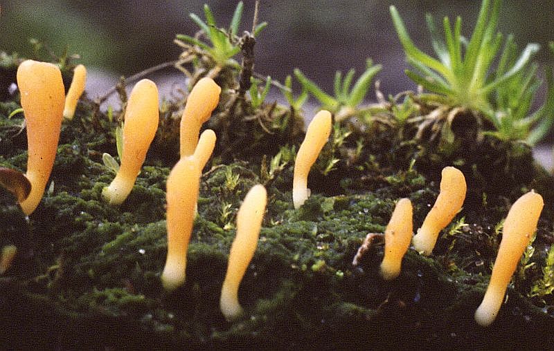 Multiclavula vernalis (door Menno Boomsluiter)