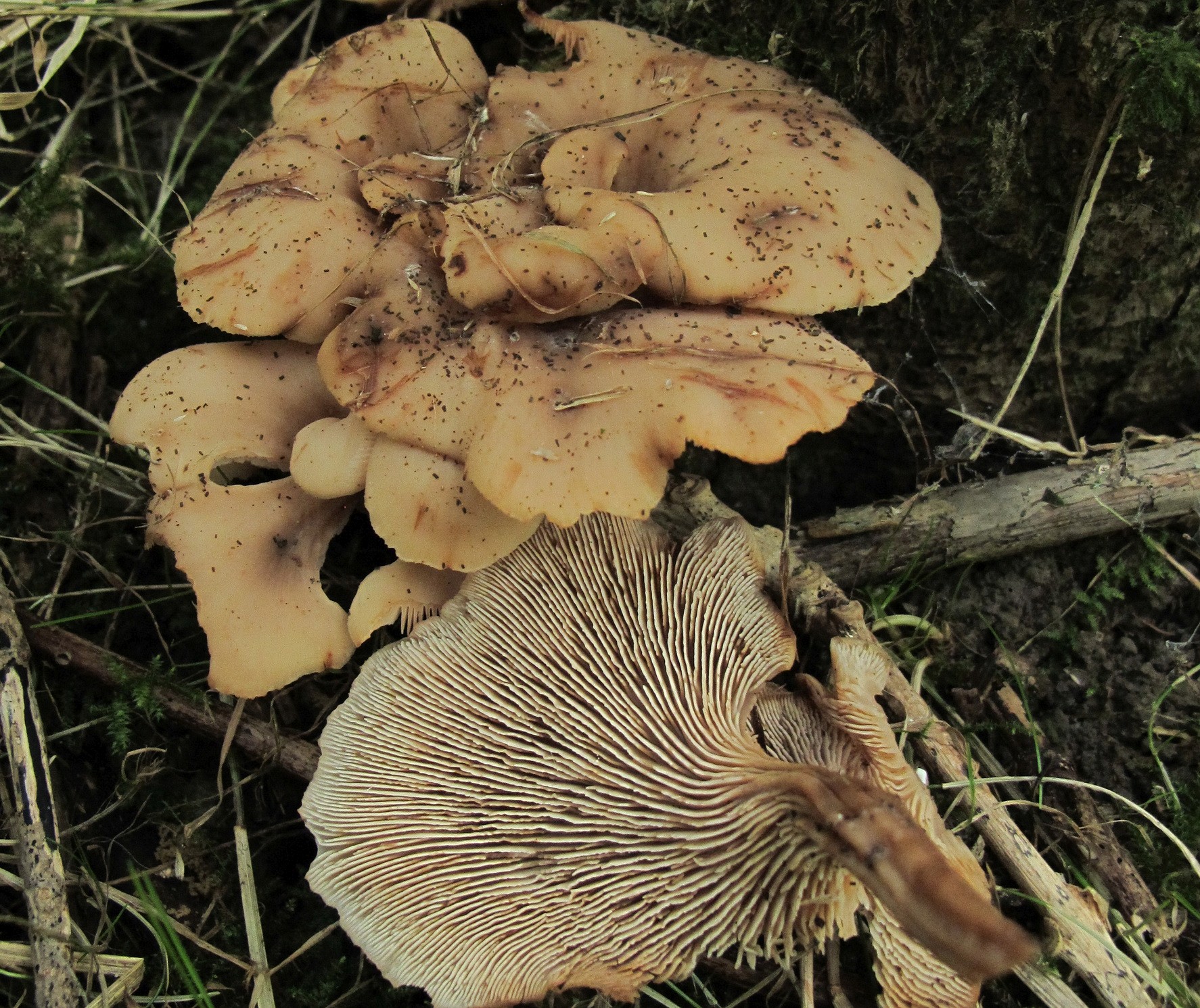 Lentinellus cochleatus var. inolens (door Eduard Osieck)