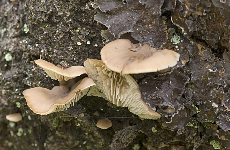 Lentinellus flabelliformis (door Nico Dam)