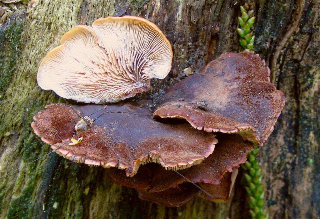 Lentinellus ursinus (door Martijn Oud)