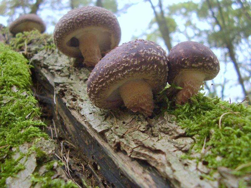 Lentinula edodes (door Alina Billekens)