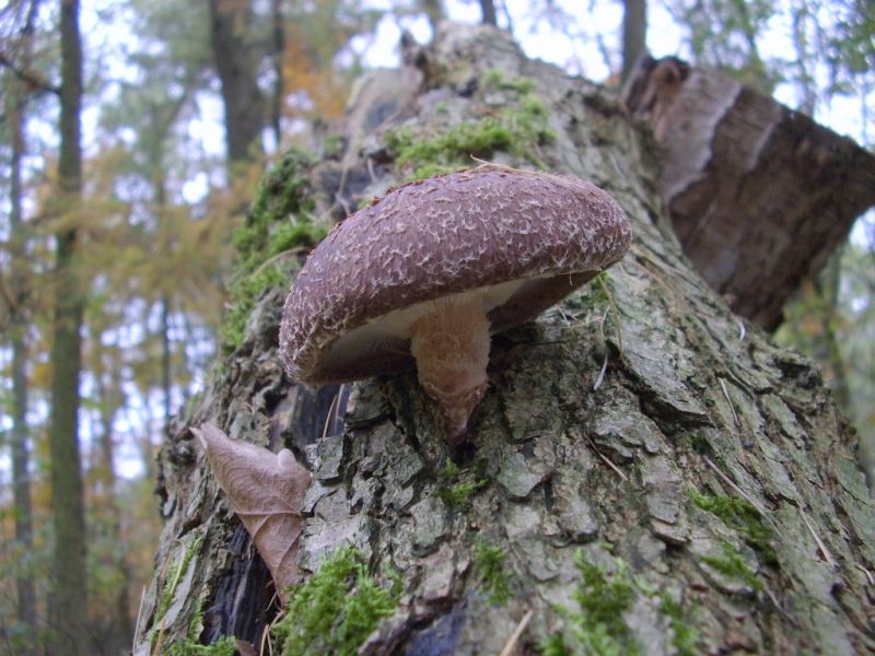 Lentinula edodes (door Alina Billekens)