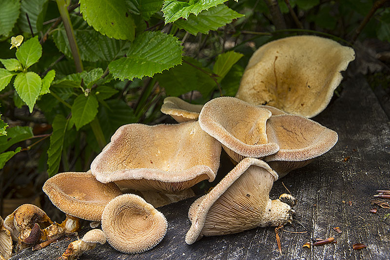 Lentinus strigosus (door Nico Dam)