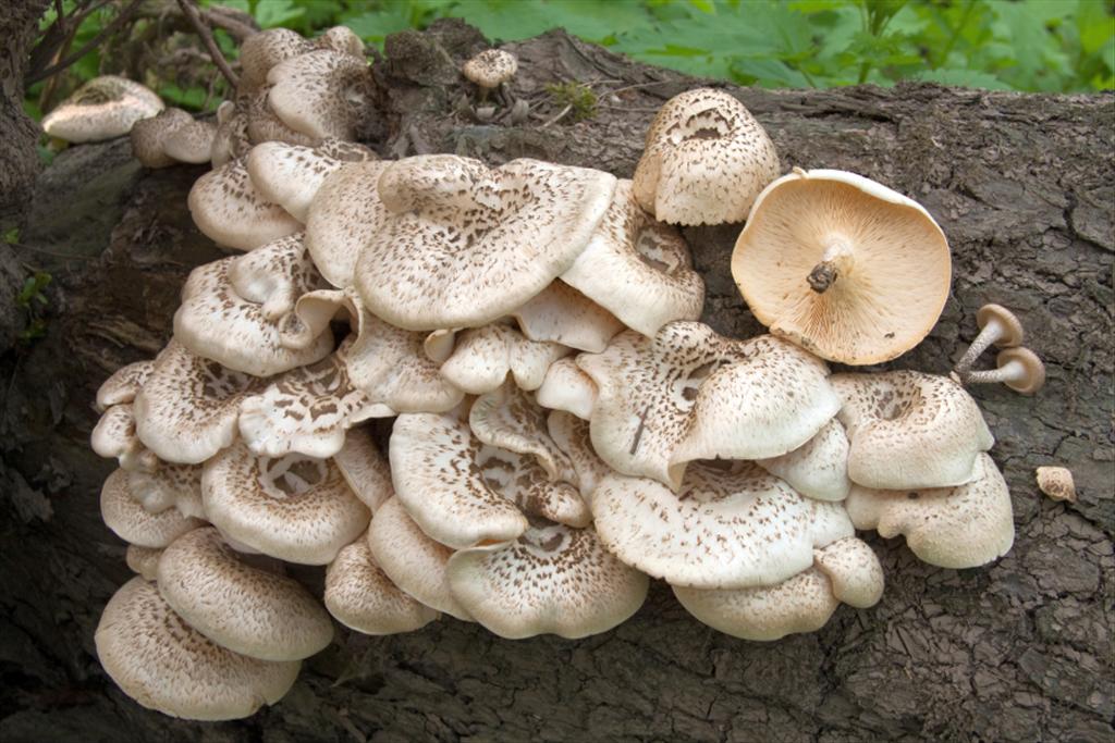 Lentinus tigrinus (door Aldert Gutter)