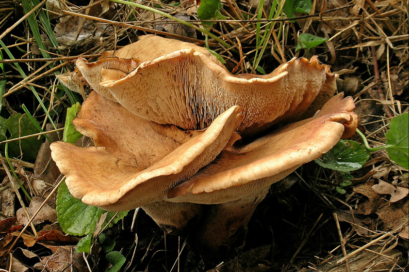 Neolentinus schaefferi (door Henk Huijser)