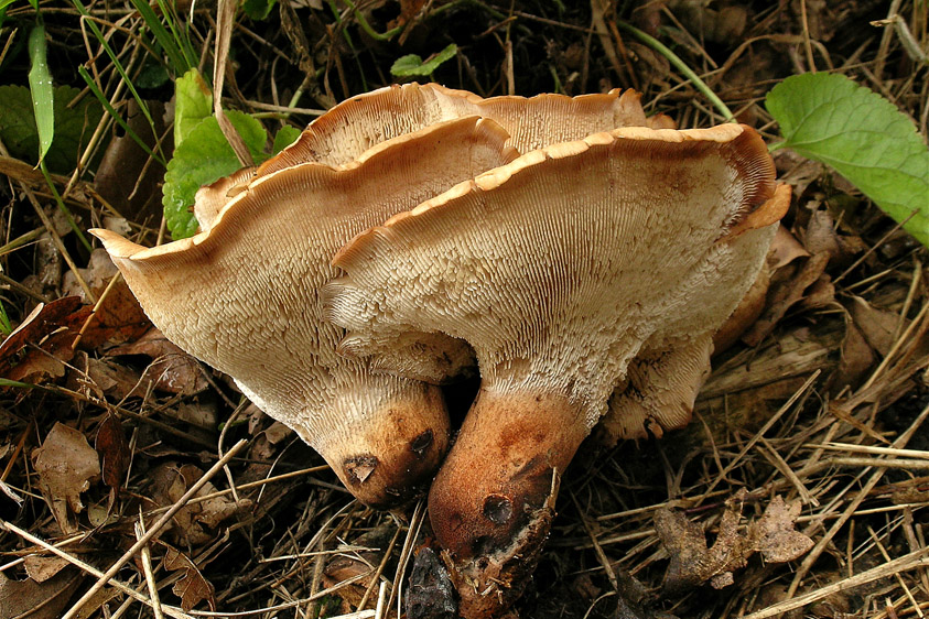 Neolentinus schaefferi (door Henk Huijser)