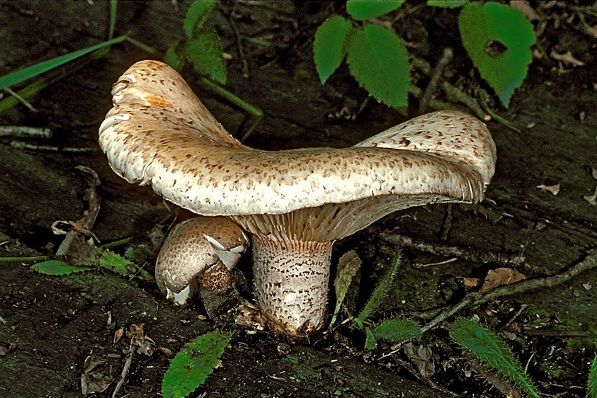 Neolentinus lepideus (door Henk Huijser)